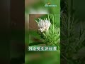 惡心嘔吐？消化不良？試試蒼朮～ 中醫藥 中藥 中華文化 健康 養生