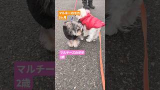 ［お散歩デビュー］ミックス犬マルキーのモカ5ヶ月　#ミックス犬　#マルキー　#マルーキー　#マルキーのモカ　#犬のいる生活 　#お散歩　#いぬのきもち 　#成長記録 　#仔犬　#多頭飼い犬　#ポポ