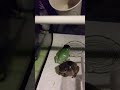 【音声あり】今晩も元気に鳴いてます イエアメガエル frog 鳴き声