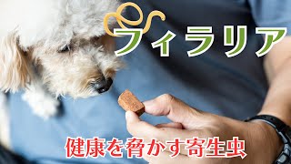 【フィラリアの危険性】犬と猫の健康における重要な問題