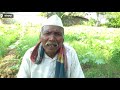 सामान्य शेतकऱ्याने वांगी विकून मिळवला तब्ब्ल इतका नफा successful farming story