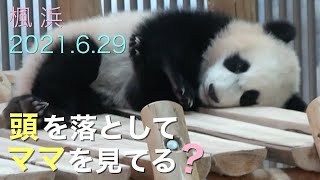 【パンダの赤ちゃん楓浜＆良浜ママ📷6/29】ママが居るかチェックしてる？/結浜屋外でお昼寝/永明パパ15:30閉館/アドベンチャーワールド/ジャイアントパンダ