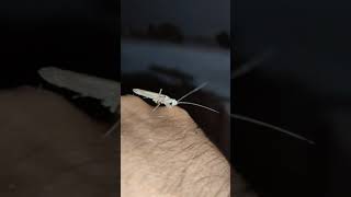 Grasshopper trying to catch an ant | എന്റെ എല്ലാം കടിച്ചെടുത്തോണ്ട് പോയേ😩