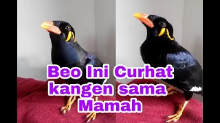 Dengerin curhatan Beo yang kangen Mamanya