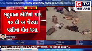 Breaking મહુવા: ફરી એકવાર શંકાસ્પદ રીતે પક્ષીઓના મોતથી ચિંતાનો માહોલ..|| GTV_GUJARAT_NEWS