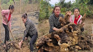 Uyen and Mon's joy of successfully conquering a yam weighing more than 100kg. Rural life.