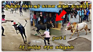 ஆந்திர கோட்டூர் காளை விடும் திருவிழா || சீரி பாய்ந்த சிரிய கன்றுகள் ||PART-1 ||VELLORE || #trending