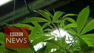 Could cannabis oil cure cancer? BBC News