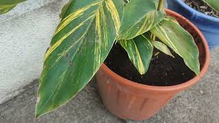 Alpinia Zerumbet. Ornamental Ginger from East Asia 🌴