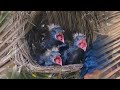 bird of prey butbut nest with chicks