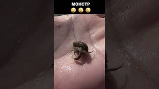 🦞 Поймал морского монстра