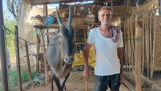 Old Hegganuru stud bull owner, Expressed his feelings about the old Legendery Hallikar Stud Bull