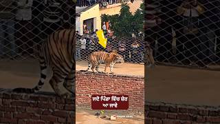 ਜਦੋ ਪਿੰਡਾ ਵਿੱਚ ਸ਼ੇਰ ਆ ਜਾਵੇ #lion #tiger #punjab #pind #shorts