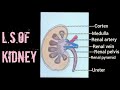 How to draw L.S.of kidney easily step by step