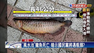 韓國瑜勝出  國黨「風水池」龍魚竟跳池亡－民視新聞