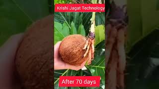 नारियल को घर पर कैसे उगाएं । How to Grow Coconut at Home।।