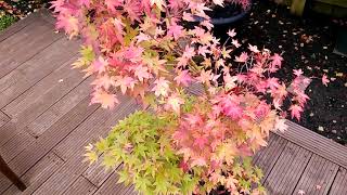 Acer Palmatum Tsukasa Siloutte - Autumn 2021 (part 1)