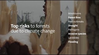 European Forests and Climate Change
