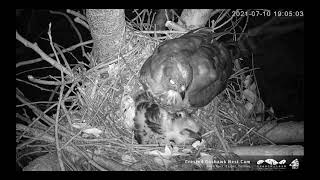 2021(7/10 壁虎上線) 大安森林公園鳳頭蒼鷹巢位直播回顧　Crested Goshawk Nest Cam, Daan Park, Taiwan カンムリオオタカの子育て生中継