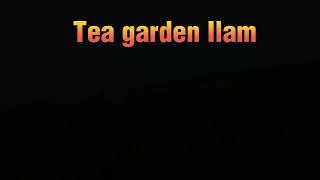 ilam tea garden/baby calm down Rema ,Selena Gomez/famous place