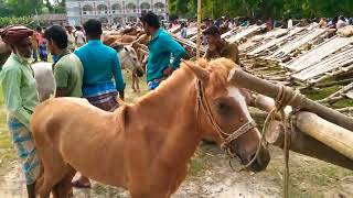 হেব্বি শক্তিশালী ঘোড়া দেখুন তুলশীপুর বাজারে।Kawsar Farming BD.