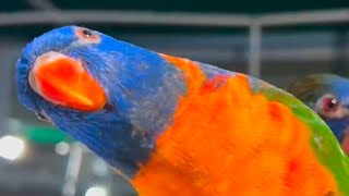 Very playfull and jumping and Dancing Rainbow Lorikeet beautiful pair