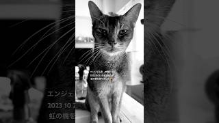 エンジェル君19歳6ヶ月🐈2023年10月21日午前3時32分虹の橋を渡りました🌈#cat #ねこ #アビシニアン #老猫 #愛猫の死#あいびょうの死#shorts