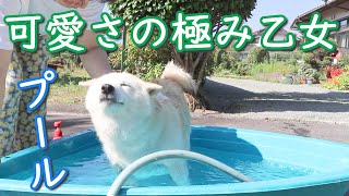 【真夏日】柴犬をプールに入れたらすこぶる癒しの顔になった