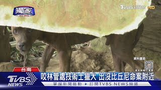 #獨家 真的會崩潰! 林野調查5獵犬衝出 攻擊猛咬林管處技術士｜TVBS新聞 @TVBSNEWS02