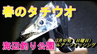 【海辺釣り公園ルアーフィッシング】春のタチウオ