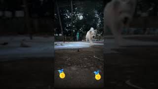 എന്റെ കുഞ്ഞു ലക്കി 🥰❤ #trending #doglover #video #pets #puppy #funny #shorts #spitz #baby #lucky