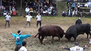 山古志牛の角突き(Niigata)千秋楽取組⑪柿の花黒ダイヤVS飛将