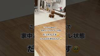 【元繁殖犬】こんな日が来るなんて〜🥹！！チッチの掛け声でトイレするわんこ🐶#shorts #トイプードル #元保護犬 #可愛い犬