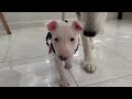 husky meets wild puppy bull terrier