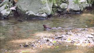 カワガラス雛の餌を必死で捕る