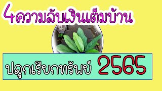 ไม้มงคลเรียกทรัพย์2565!ความลับปลูกต้นเงินเต็มบ้านเรียกทรัพย์ 2565 ให้เสริมดวงเงินทอง ต้องรู้4ข้อนี้