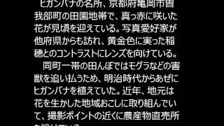 ヒガンバナ、田園染める　京都・亀岡