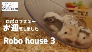 ロボロフスキーをお迎えしました。ロボHouse3をスタ－トします！