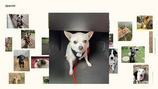 Pedigree - Adoptable | Hand-picked by Good Ads Matter