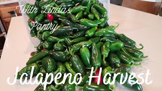 1st 2021 Jalapeno Harvest With Linda's Pantry