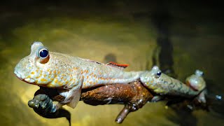 ปลามีตีนปีนต้นไม้ (Mudskipper clinbing tree)