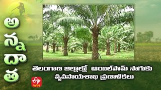 Oil palm Plantation Plans in Telangana | తెలంగాణ జిల్లాల్లో ఆయిల్‌పామ్‌ సాగుకు వ్యవసాయశాఖ ప్రణాళికలు