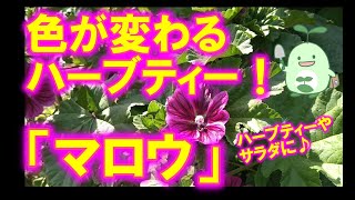 色が変わるハーブティー！ハーブティーやサラダなどに利用できるハーブ「マロウ」のご紹介！