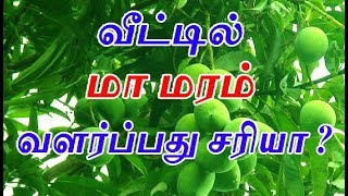 வீட்டில் மா மரம் வளர்ப்பது சரியா ? | benefits of planting  mango tree in home will increase luck