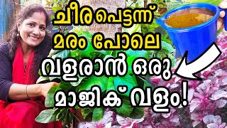 ചീര പെട്ടന്ന് മരം പോലെ വളരാൻ ഒരു വളം! | Tips to grow spinach SUPER FAST!