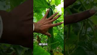 কাঞ্চন, শীতকালীন জাত। Nice Garden