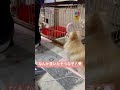 【後ろ注意】待ってますよ🐶💭ポメラニアンのキキちゃん🐶🐾