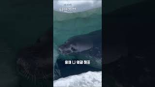 다리 건너면 바로 응애 웨델물범 #shorts