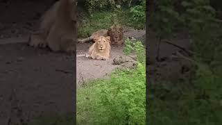 Gandi gir 🦁 ♥️ #village #gandigir #lion #ramapara  #viralvideo