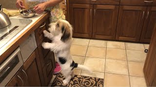 ご飯が待ちきれなくてイライラしちゃったプチバセの子犬